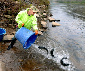Trout for Cheat stocks at 18 spots along river